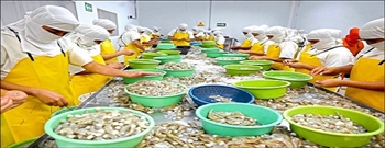 北京「虾」扯！宏都拉斯证实中国还没买白虾