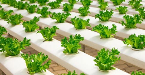 科学家们声称通过人工光合作用可以获得无限的清洁能源