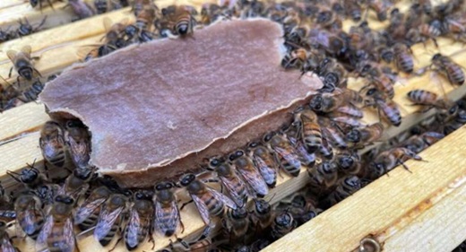 蜜蜂的新型花粉替代食品为生存带来希望