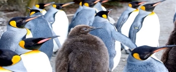 南极洲冰层融化导致企鹅大规模死亡