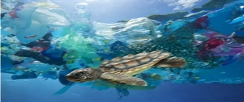 研究报告：海洋塑料数量略少 但垃圾碎片污染持续时间更长