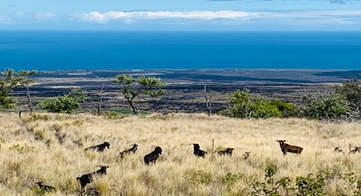 异常海洋热浪 美西暖冬干旱 大野火恐再临