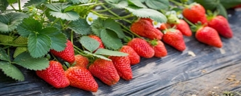 无论是在冰箱里还是在水果盘里,这里都是存放草莓并防止它们腐烂的最佳地方。 无论是在冰箱里还是在水果盘里,这里都是存放草莓并防止它们腐烂的最佳地方。