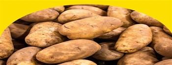 土豆:糖尿病、血压、血糖等呢? 土豆:糖尿病、血压、血糖等呢?