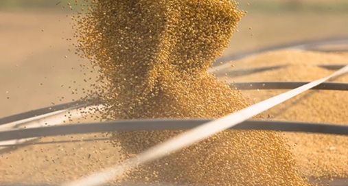 中国停买美国大豆 巴西大豆太贵令中方买家却步