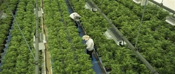 大型研究发现,使用大麻会大大增加死于心脏病发作和中风的风险 大型研究发现,使用大麻会大大增加死于心脏病发作和中风的风险