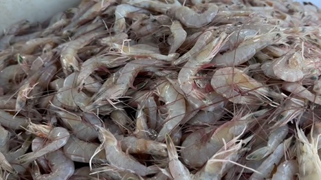 美国食品和药物管理局发布警告，在美国主要港口检测到运往沃尔玛的放射性虾后进行调查